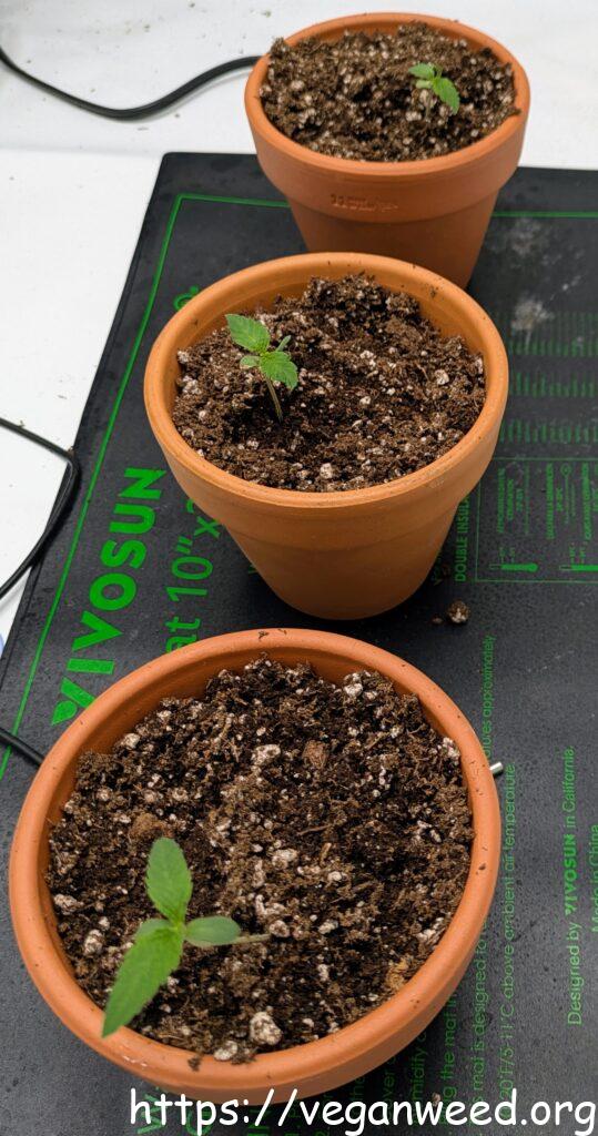 Start - Blue Dreams Seedlings
