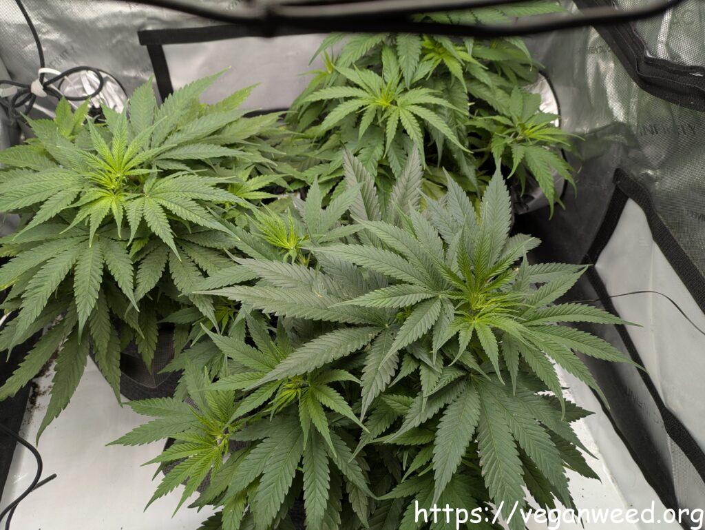 Blue Dreams Mid Veg