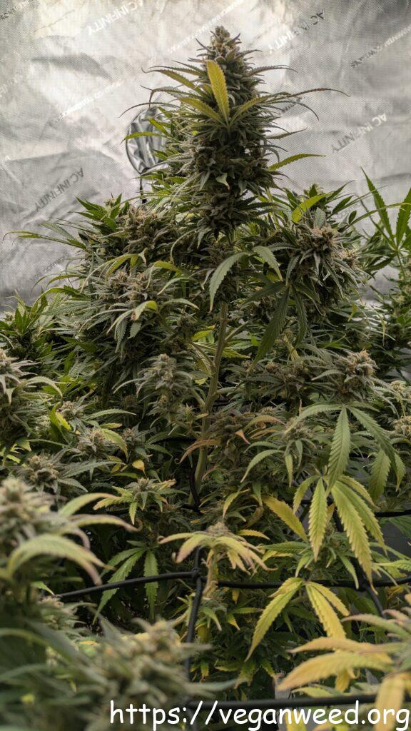Blue Dreams Late Flower