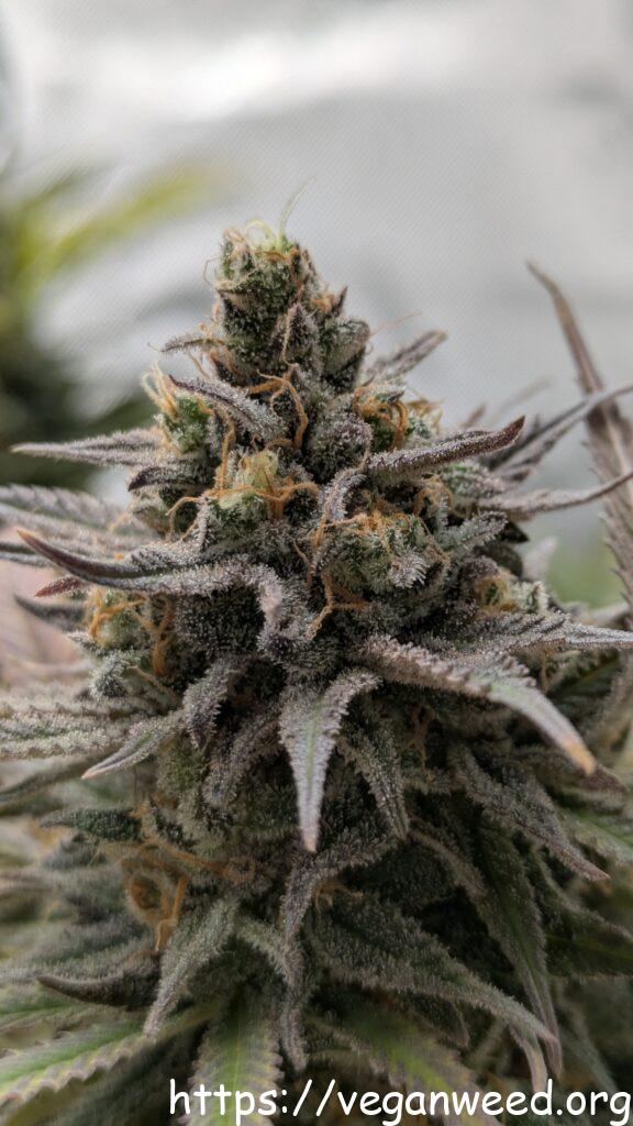 Blue Dreams - Flowering