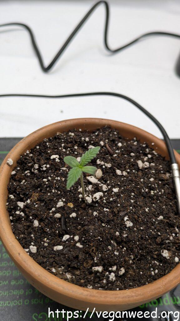 Blackline Dreams Seedling