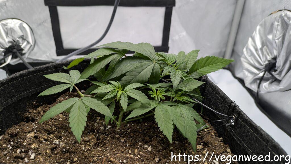 Blackline Dreams - Early Veg