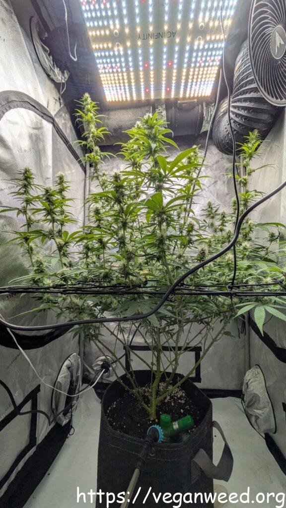 Blackline Dreams Plant - Early Flower