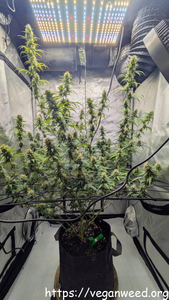 vegan cannabis plant grown with organic plant-based nutrients