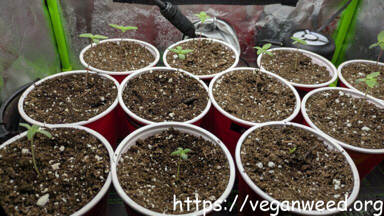 12 Cannabis Seedlings in Solo Cups
