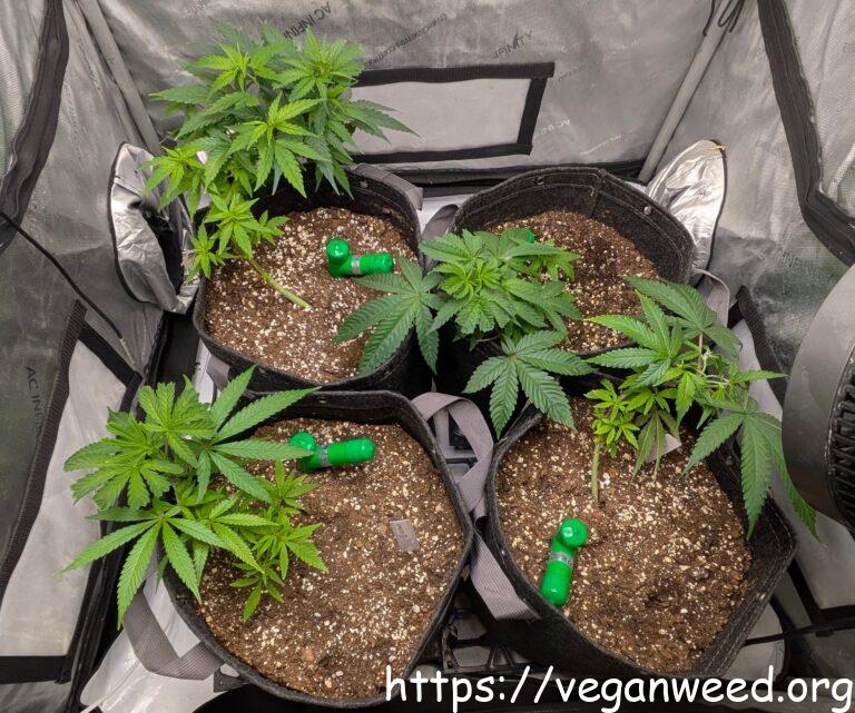 4 Cannabis Plants - early Veg, LST training
