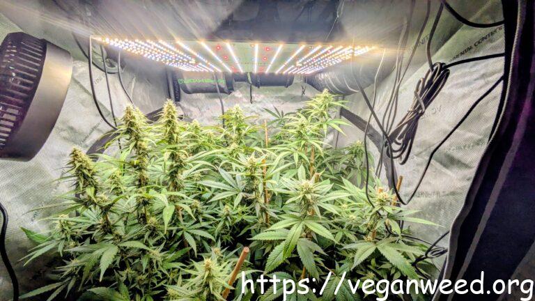 3rd Grow - 4 Cannabis Plants in a Tent, mid Flower