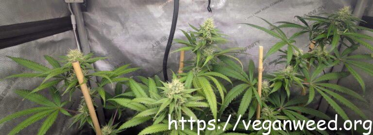 Stanky Zion Train Cannabis Plants - Mid Flower
